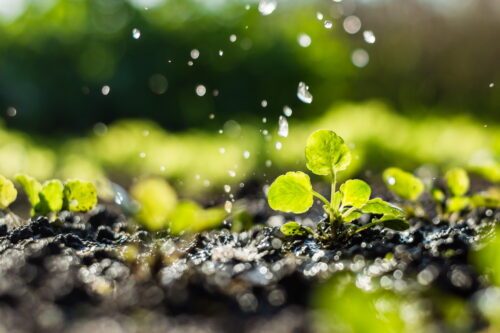 irrigation-vignes