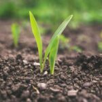 Le travail du sol en climat méditerranéen : défis et innovations