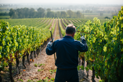 vigneron-provence