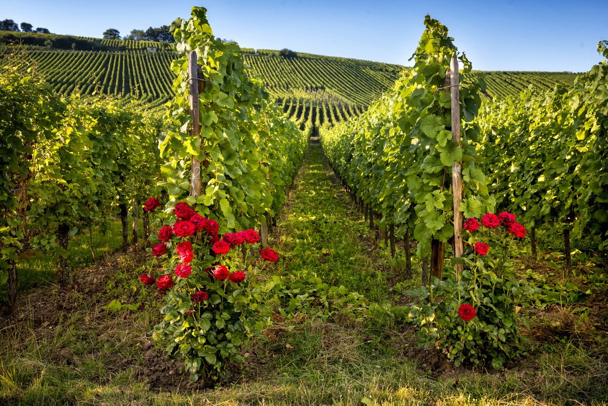 vignes-couverts-vegetaux