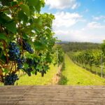 La cohabitation entre viticulture et faune sauvage dans les vignobles provençaux