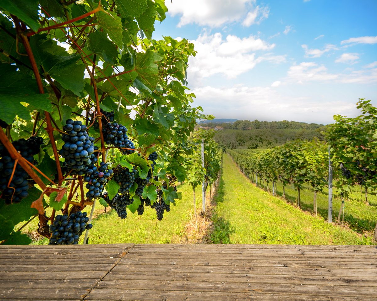 vignes-faune-sauvage
