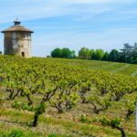 Le choix des cépages en Provence : tradition ou modernité ?
