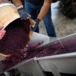 Les techniques de vinification sans intrants en Provence