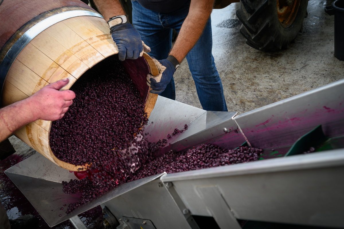vinification-provence