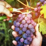 Comment adapter la viticulture au réchauffement climatique en Provence ?
