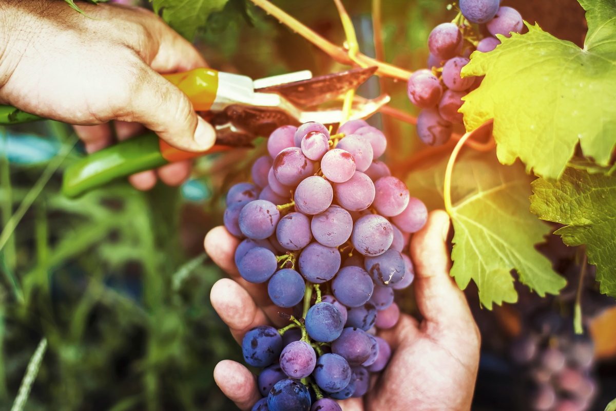 viticulture-rechauffement-climatique