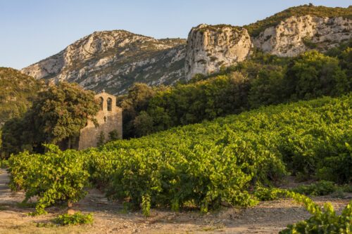 domaine viticole biodynamie